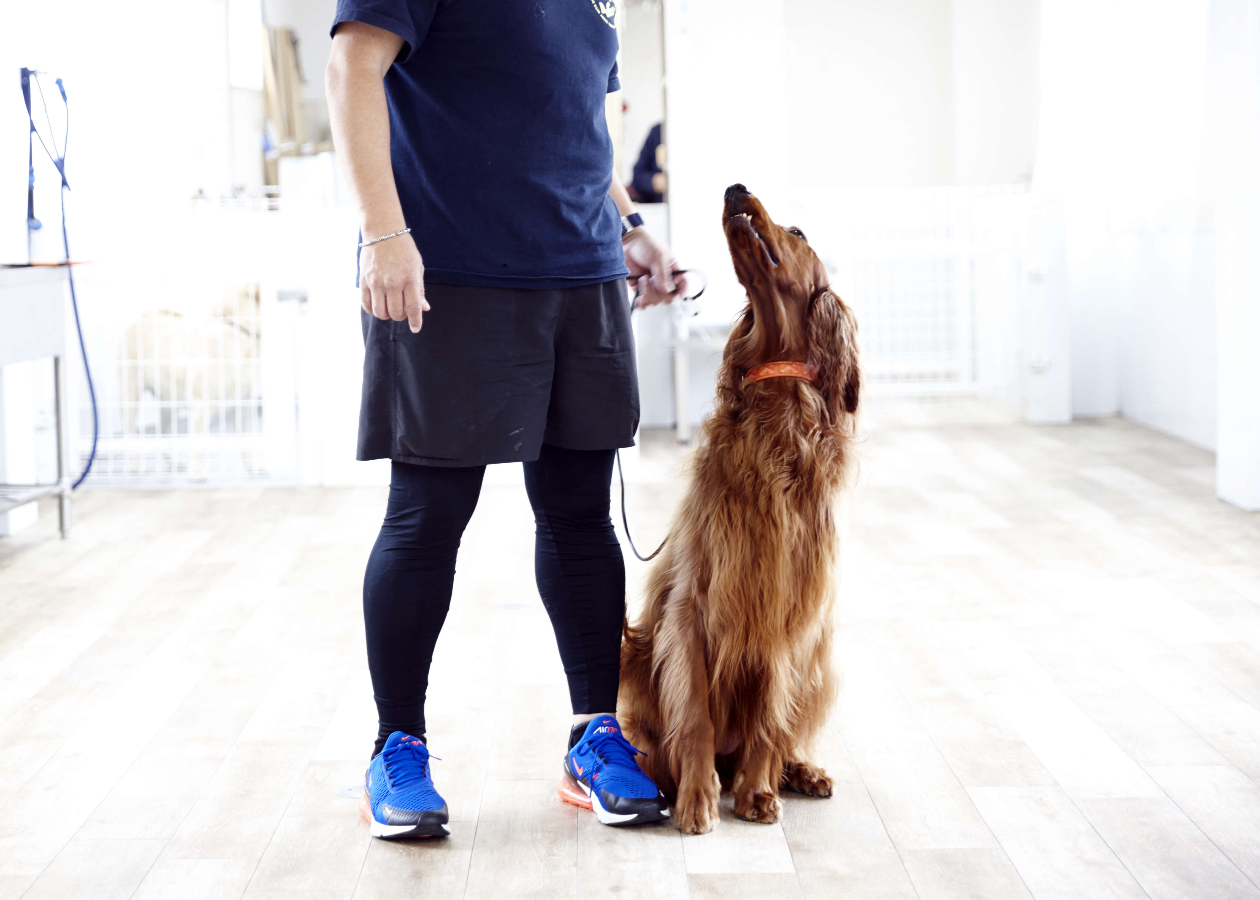 しつけ Blog 大阪府豊中市にある犬のようちえん 犬のしつけ教室ヘイドッグズ