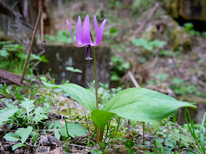 春の山野草１００ 51Umt+XujAL._UF350,350_QL50_.jpg