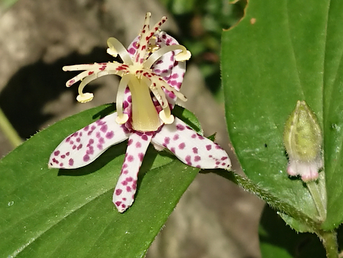 山野草 その1 | 地域紹介 | 大曲ロータリークラブ