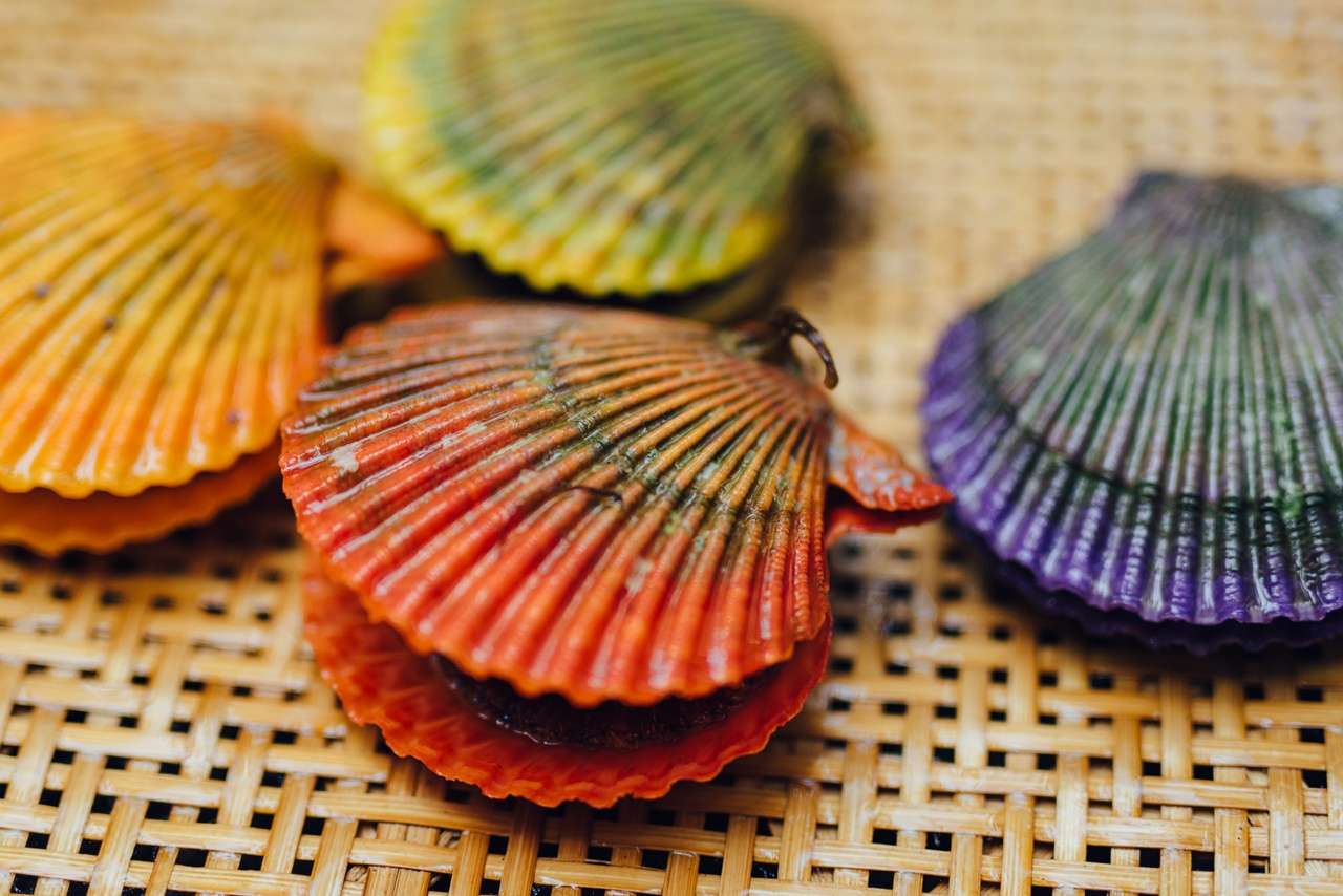 ひおうぎ貝 FESTIVAL／ 2026.1.4-2.28 | Gosoku no kutsu Blog