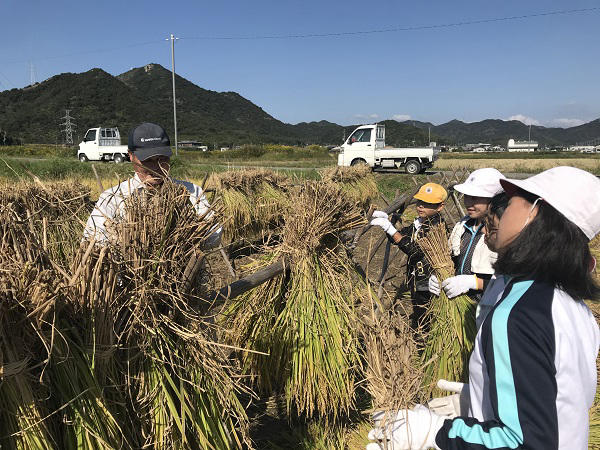 稲作の一連の作業を通じて 農業 土に親しみを 志方西小学校5年生児童 稲刈り体験 トピックス Ja兵庫南 Eふぁ みん