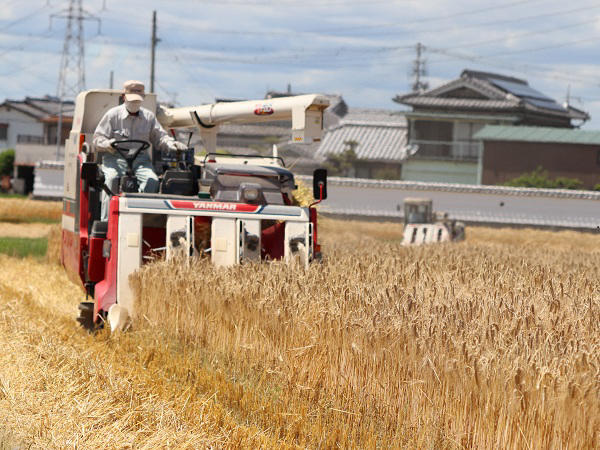 風に吹かれて涼し気に揺れるもち麦の穂 収穫開始 トピックス Ja兵庫南 Eふぁ みん