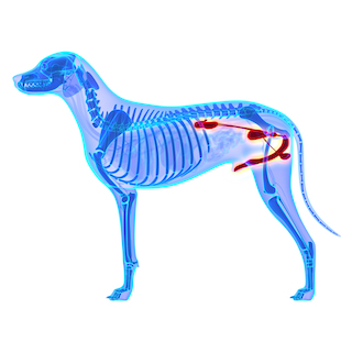 腹腔鏡下潜在精巣摘出術 Info クウ動物病院 動物内視鏡医療センター