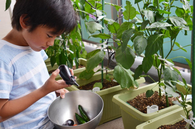 プランターで始める家庭菜園 初心者にオススメの野菜5選 Local Blog 公式 ワタシゴト 北陸のステキなヒトコトモノを応援するブログメディア