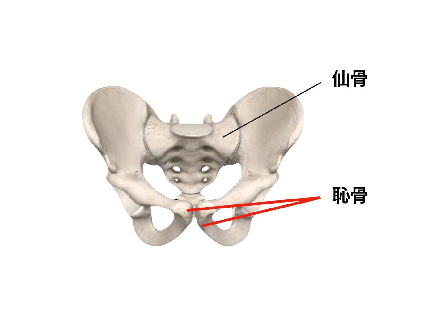 妊娠中のトラブル 腰痛と仙骨 恥骨の痛み ブログ 与野駅より徒歩5分 さいたま新都心 与野本町駅より徒歩12分アギトス鍼灸整骨院