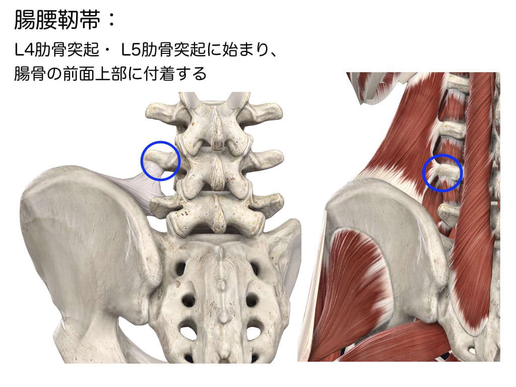 腰痛・坐骨神経痛 座ってられず仕事もできない メンタルの問題