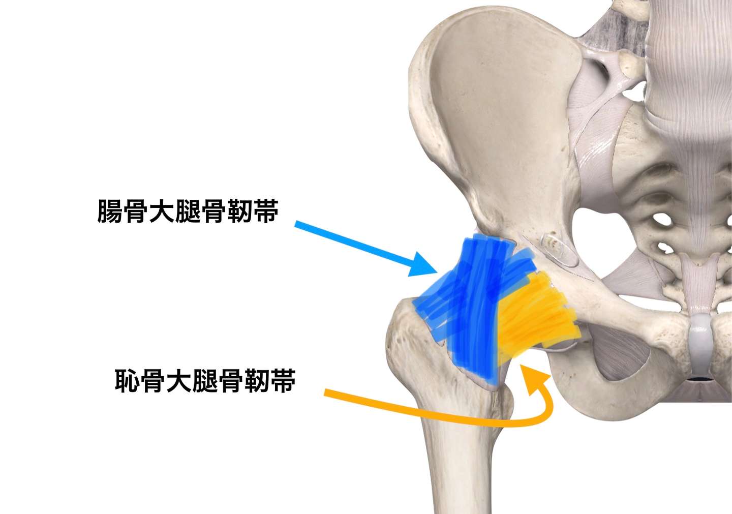 股関節痛の要因 腸骨大腿靱帯の解剖と機能 ブログ 与野駅より徒歩5分 さいたま新都心 与野本町駅より徒歩12分アギトス鍼灸整骨院