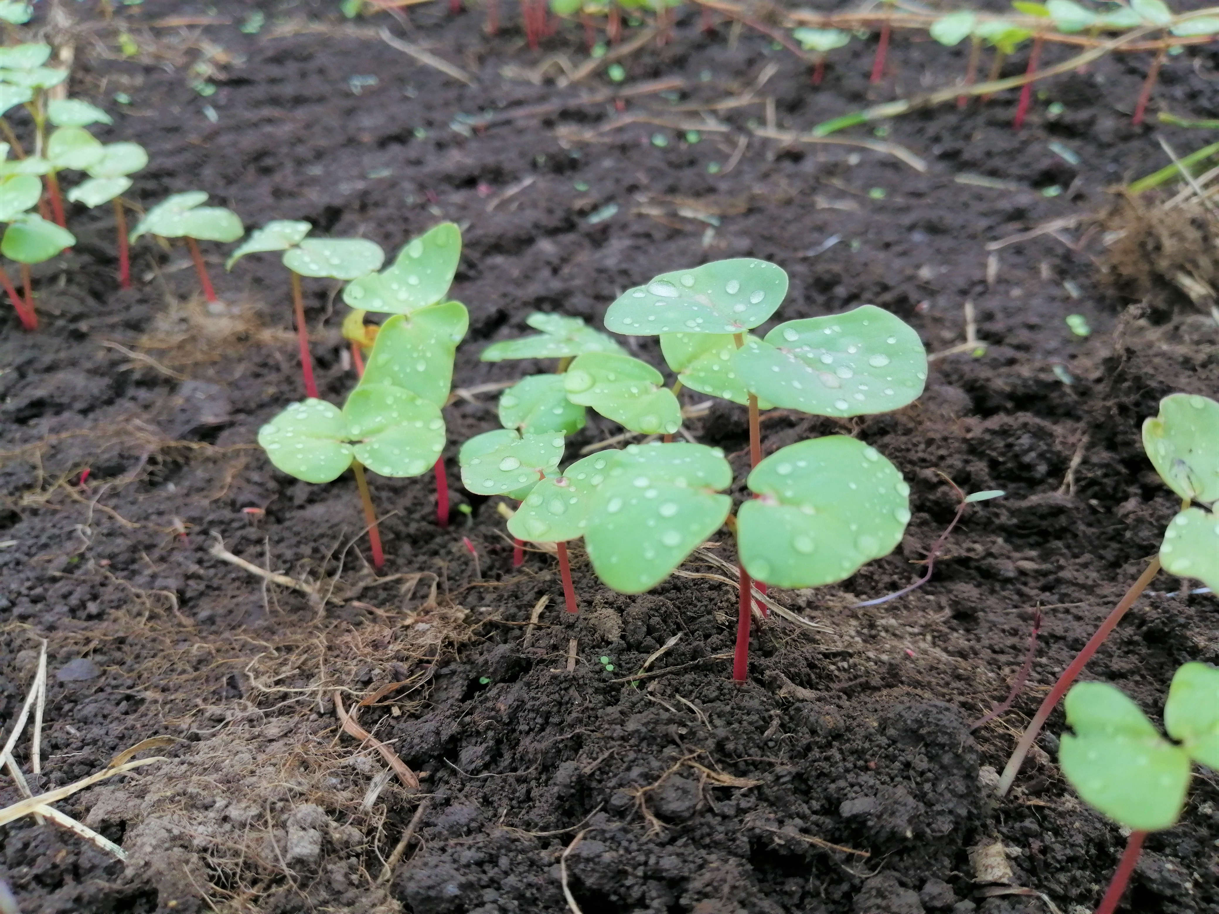 そばの芽が出てきました Blog Blog ふるさと奈川 田舎を愉しむ