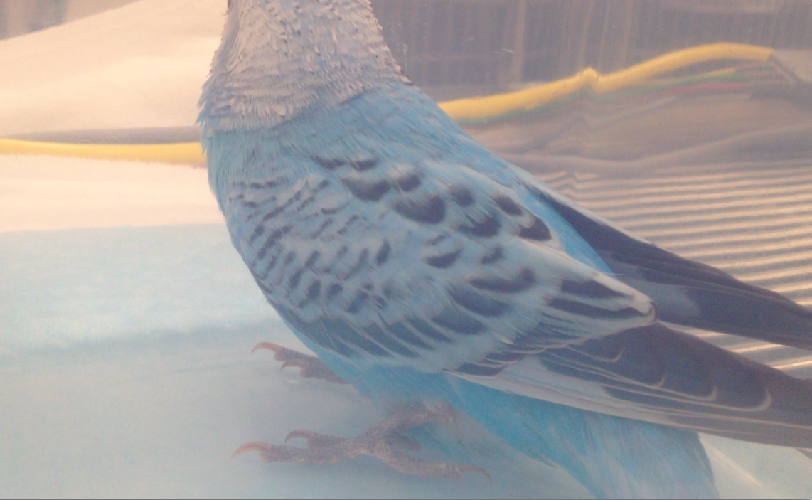 セキセイインコの骨折 さんご通信 もうり動物病院 松江市西川津町