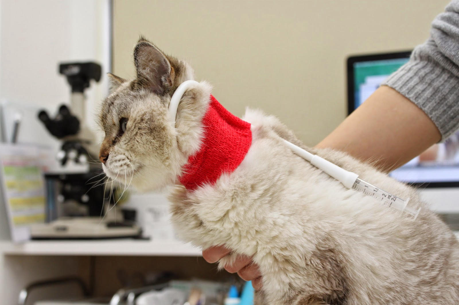 飢えさせない  さんご通信  もうり動物病院｜松江市西川津町