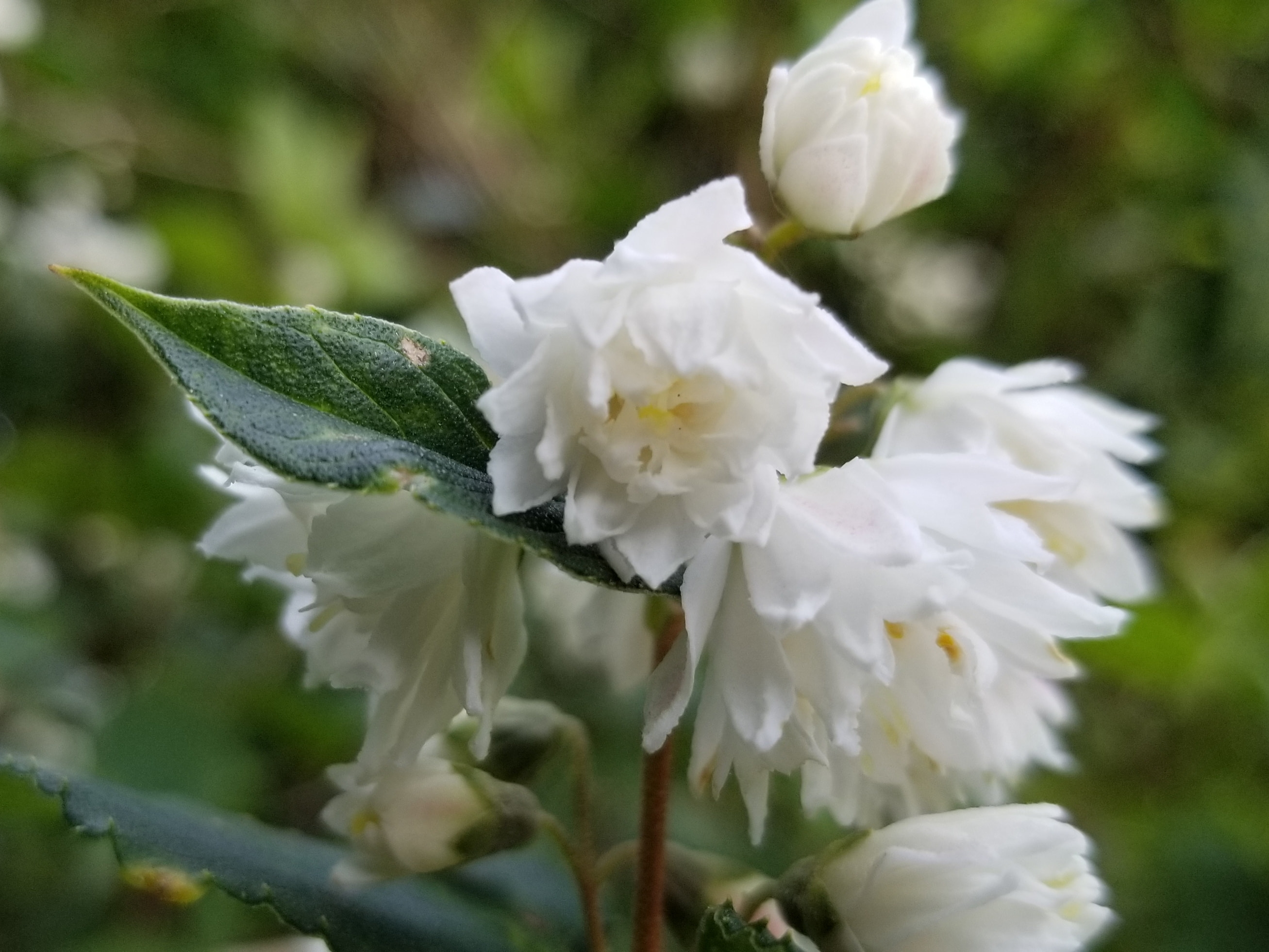 ゆすらごとうつぎ Blog News エムロード環境造形研究所