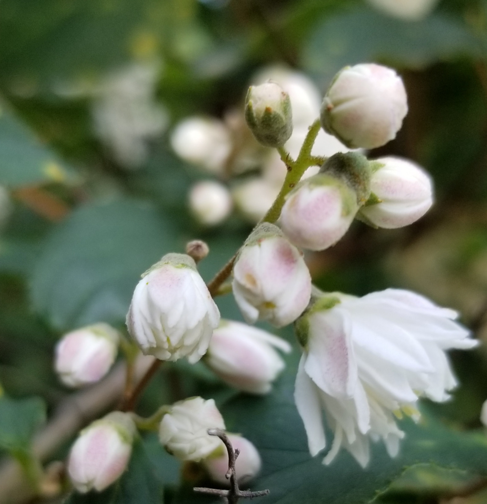 ゆすらごとうつぎ Blog News エムロード環境造形研究所