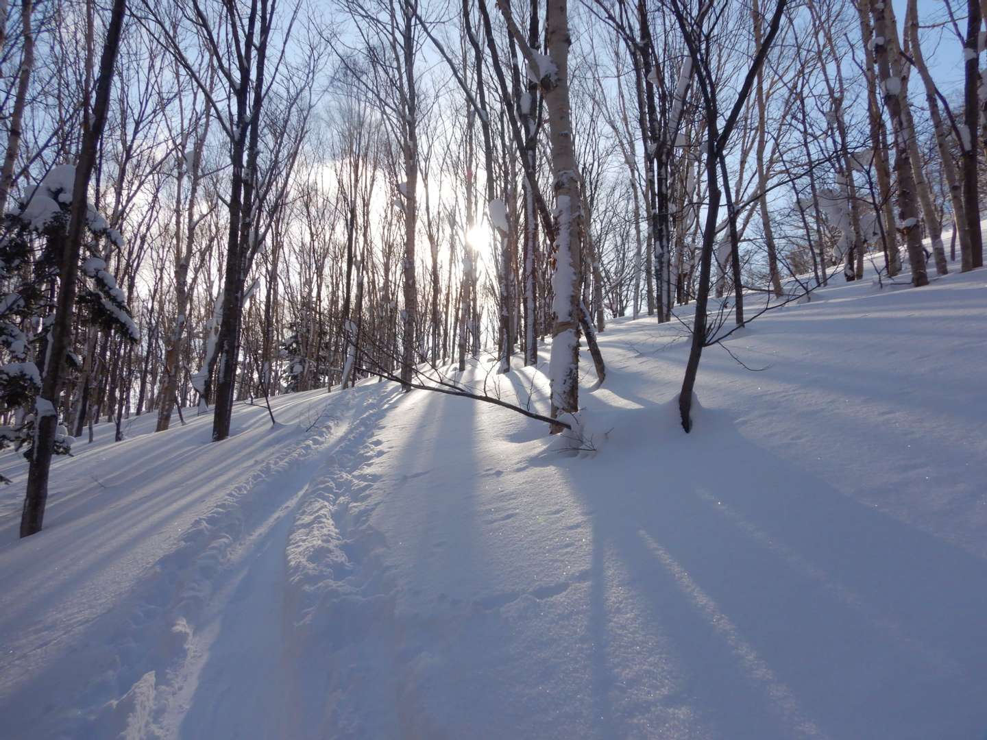 タケノコ山 1月28日 | ブログ | 北海道の登山ガイドゼクランクラブ