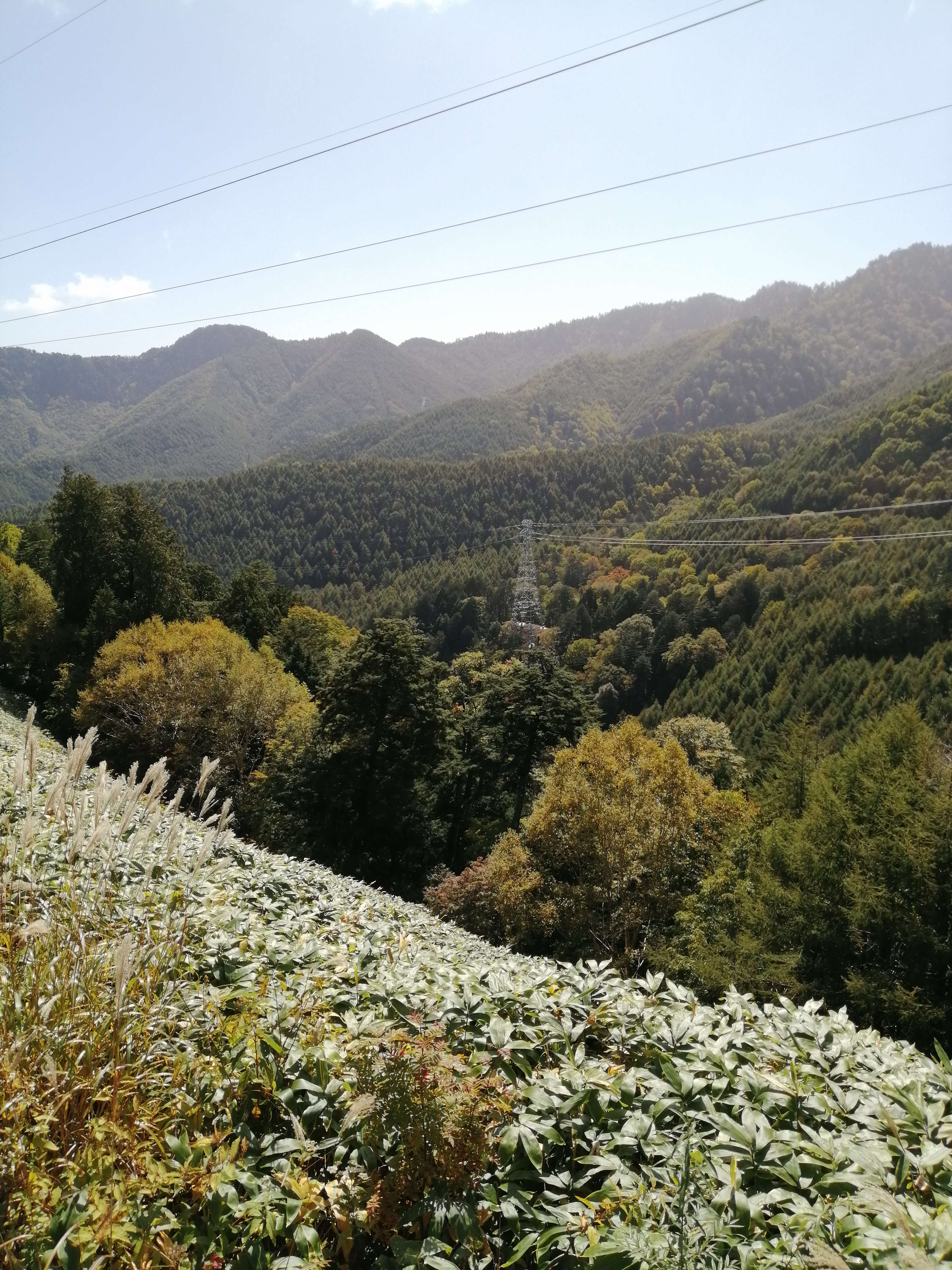 奈川紅葉状況 公式 信州の田舎奈川