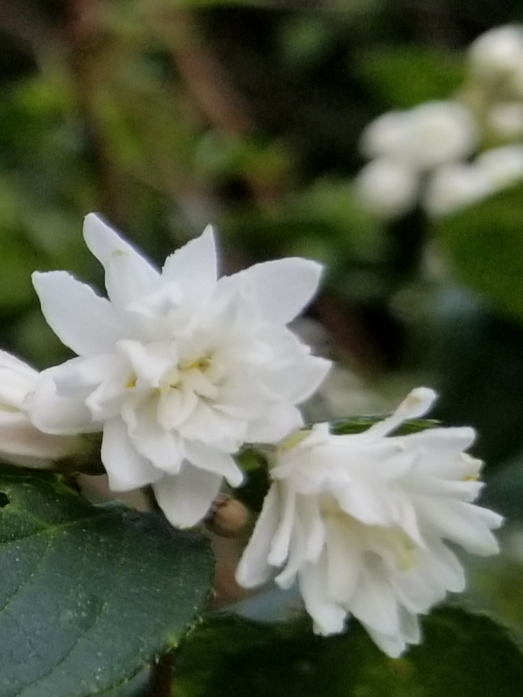 ゆすらごとうつぎ Blog News エムロード環境造形研究所 ゆすらごとうつぎ Blog News エムロード環境造形研究所