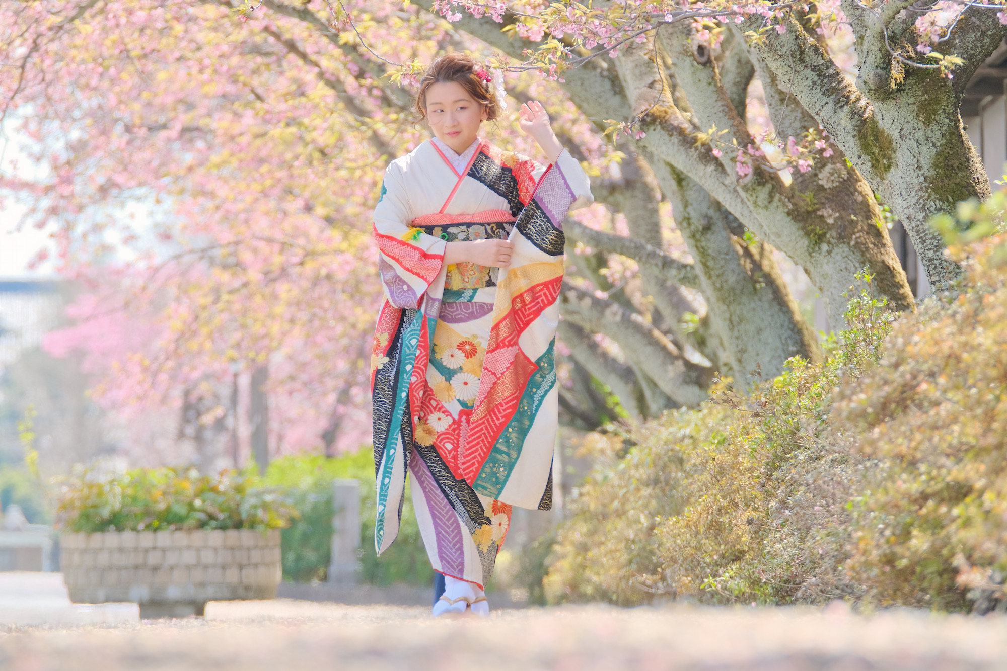 成人式の前撮りを奈良の満開の桜と菜の花でロケ撮影 記念写真 Kikiphotoworks公式ホームページとブログ