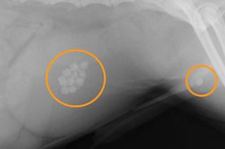 犬の膀胱結石と腹腔鏡下摘出術 Info クウ動物病院 動物内視鏡医療センター