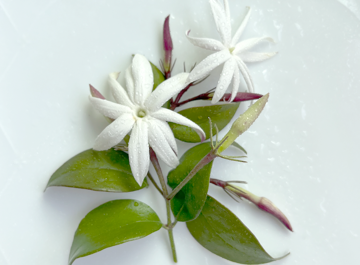 インタビュー】(株)伊藤園が香水業界で試験販売。社内ベンチャー制度で