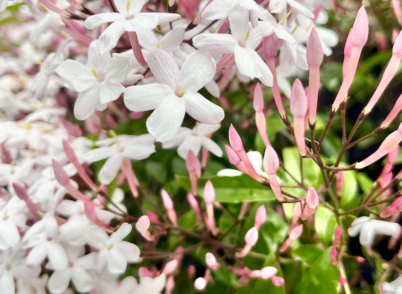 ⭐︎ジャスミン⭐︎ページ ジャスミンイエロー jasmine yellow #edde7bの色見本とカラーコード