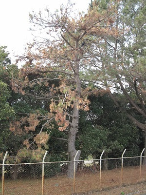 松枯れの原因 マツノザイセンチュウを検出 Blog 石本造園 防府市山口市の剪定 庭づくり 外構エクステリア工事専門店