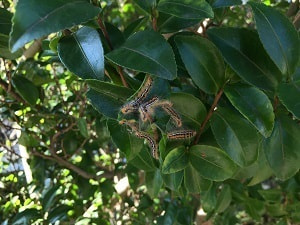 ツバキの害虫 チャドクガ Blog 石本造園 防府市山口市の剪定 庭づくり 外構エクステリア工事専門店