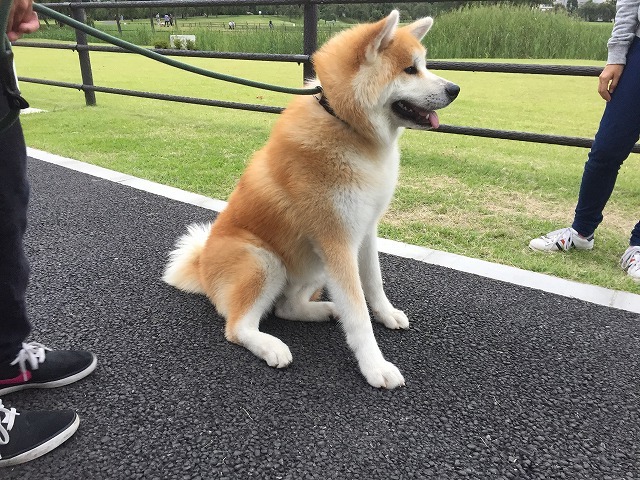 秋田犬 しろ君2 お散歩トレーニング Blog ブログ 犬の出張しつけ トレーニング トガシドッグスクール