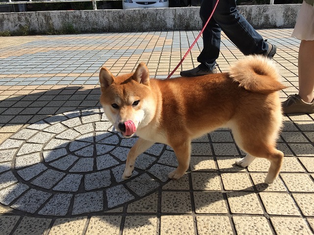お散歩トレーニング 柴犬のコルク君 板橋区 Blog ブログ 犬の出張しつけ トレーニング トガシドッグスクール