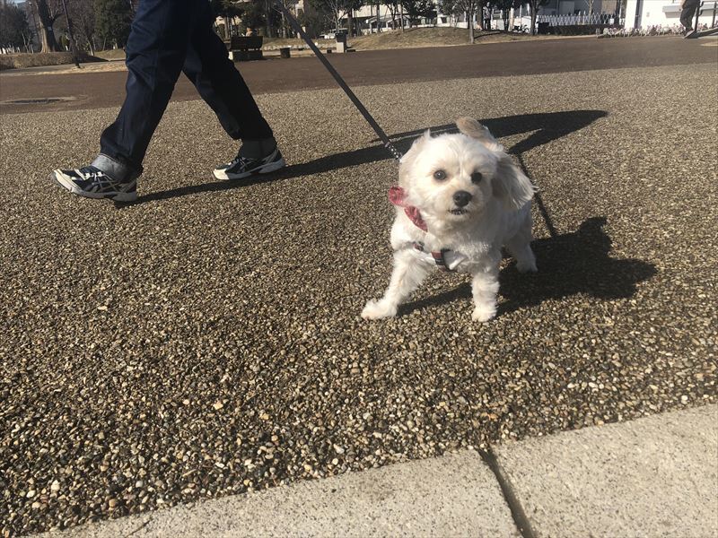 トイレトレーニング ムギちゃん 1 Blog ブログ 犬の出張しつけ トレーニング トガシドッグスクール