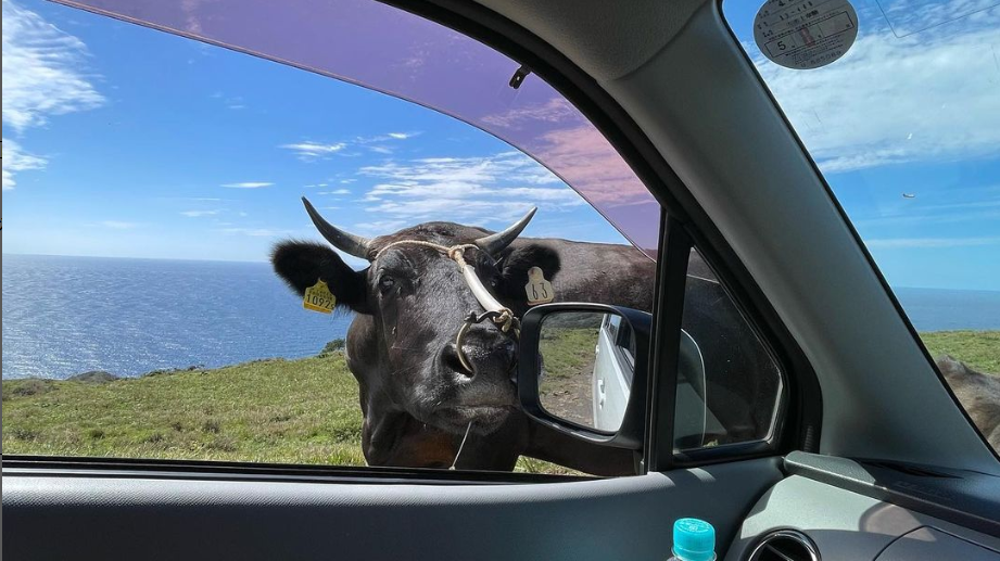 牛との遭遇 | ブログ | 知夫里島（島根県隠岐）観光情報サイト【公式】