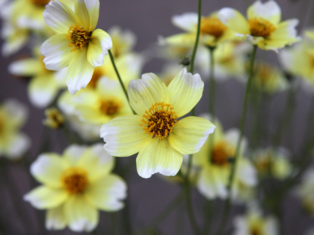 花のある暮らし 自分だけの小さなお花畑 Blog くらしごと 注文住宅 豊田市 岡崎市 みよし市 なら花ブロックとパッシブハウスのwood Life Style ウッドライフスタイル