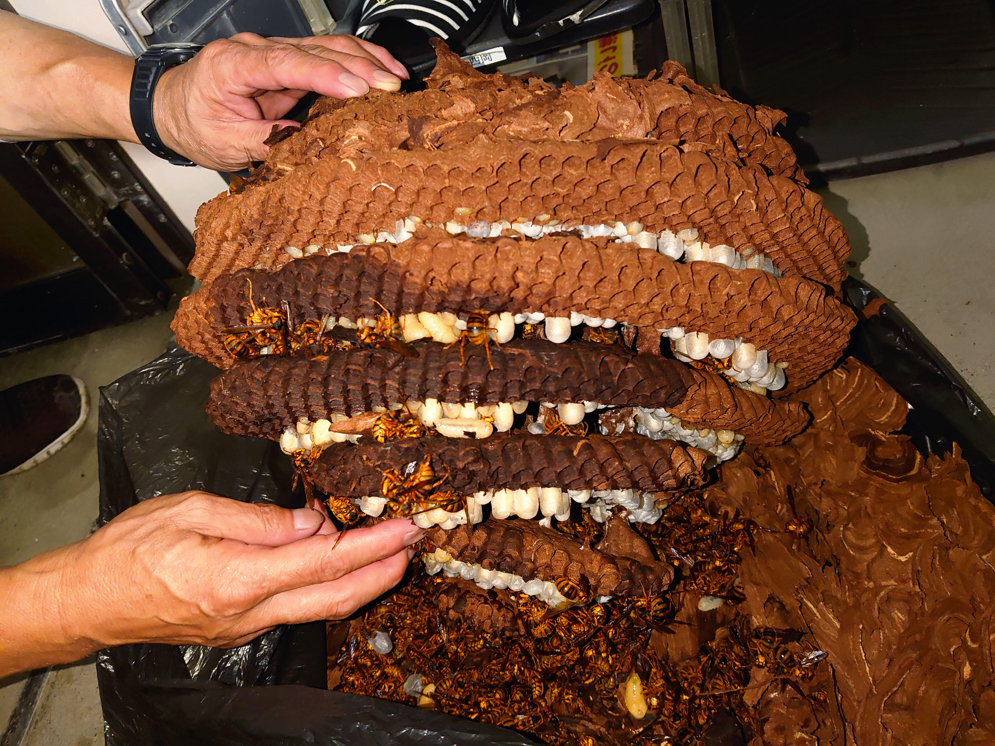屋根裏に巨大スズメバチの巣 Blog Blog 地元新聞
