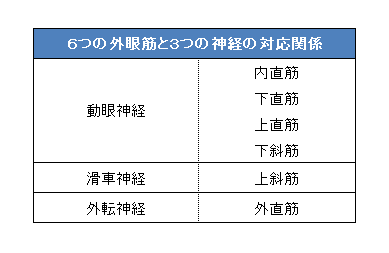眼球の障害 運動 視野 散瞳 交通事故コラム キリン先生の交通事故講座 Daichi Lohp