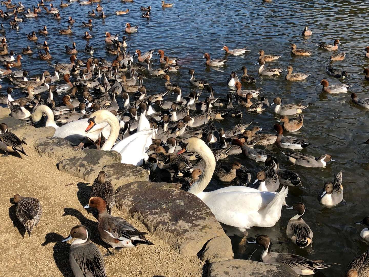 白鳥の餌付け | スタッフブログ | 船・ボート保険の事なら｜山陽保険
