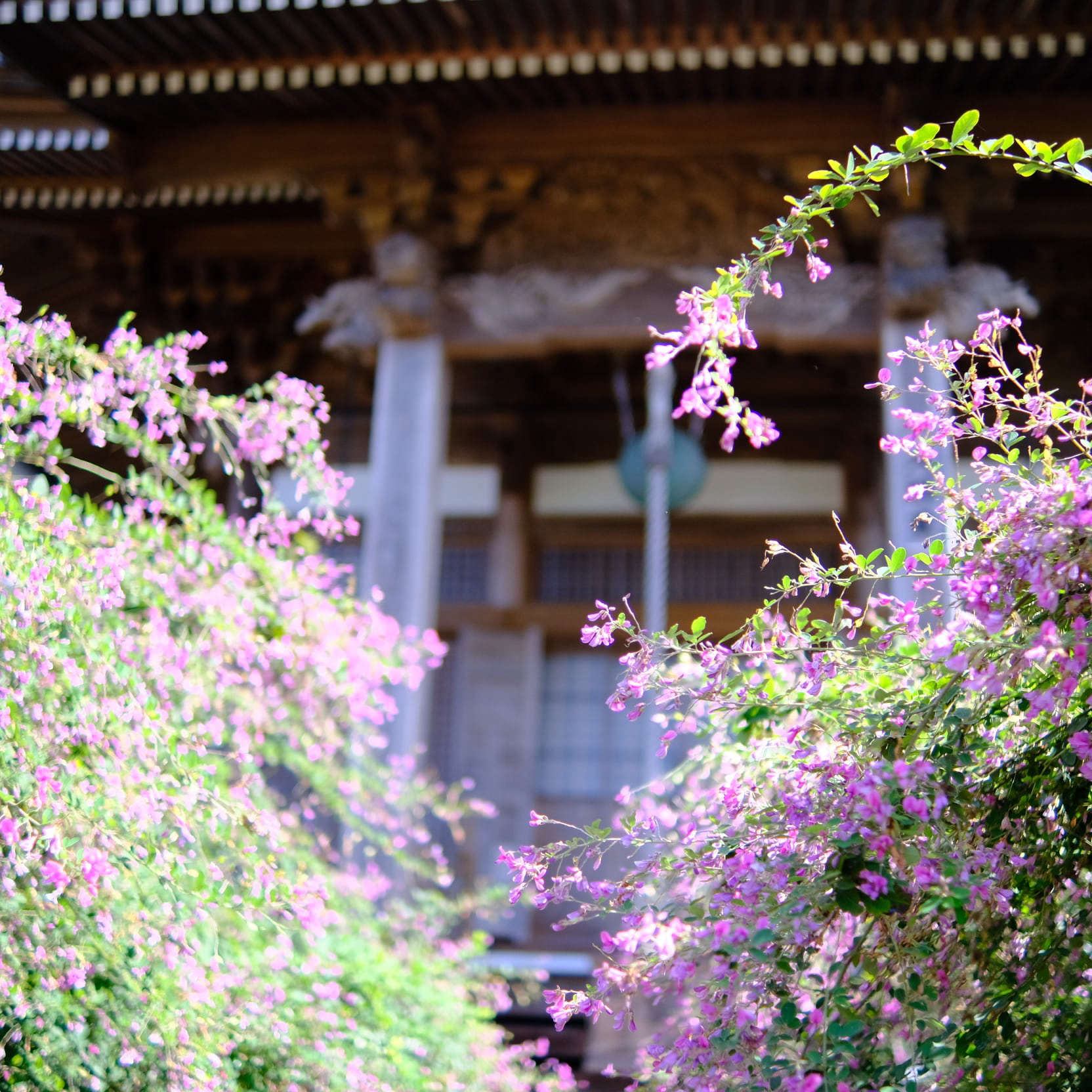 萩の花ってどんな花なの 花言葉や見頃 育て方について色々調べてみました 高松市のお寺ヨガ 最明寺ヨガブログ 最明寺ヨガ