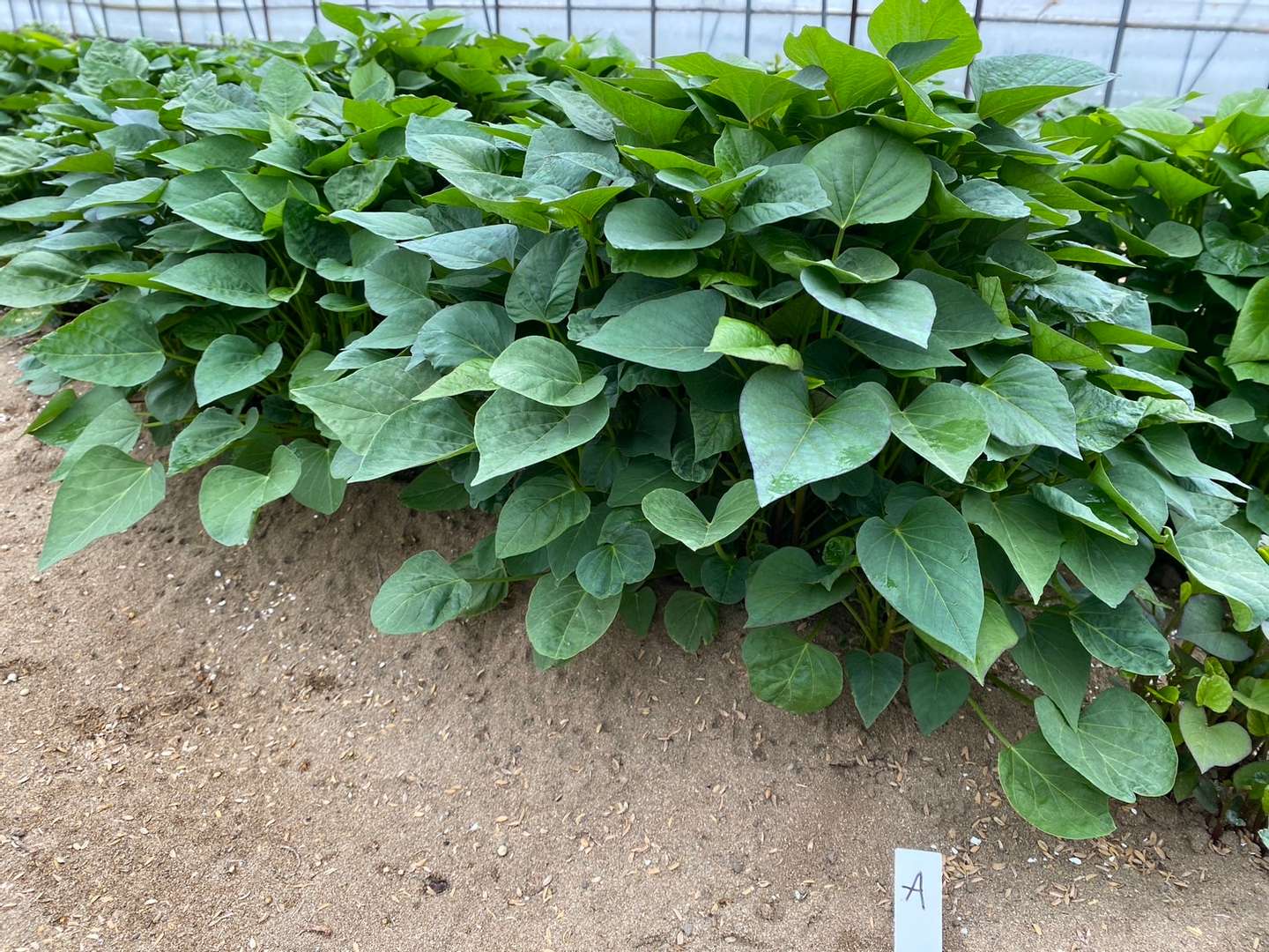 京都府のSさま（サツマイモ） | 実績 | Hamabiken