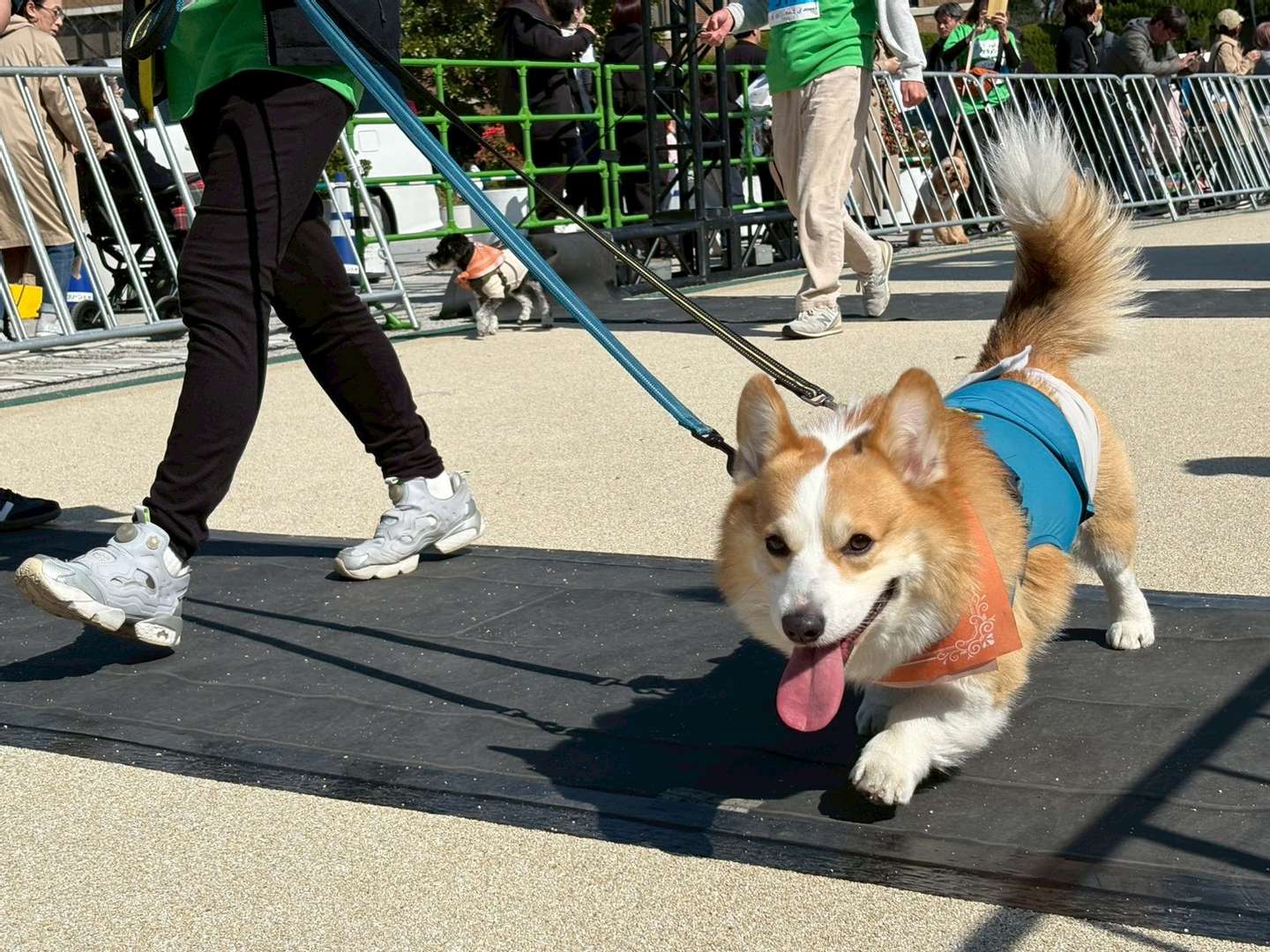 GO WITH わんこマラソン 2026🐾 | blog_BLOG | 株式会社ハッピー