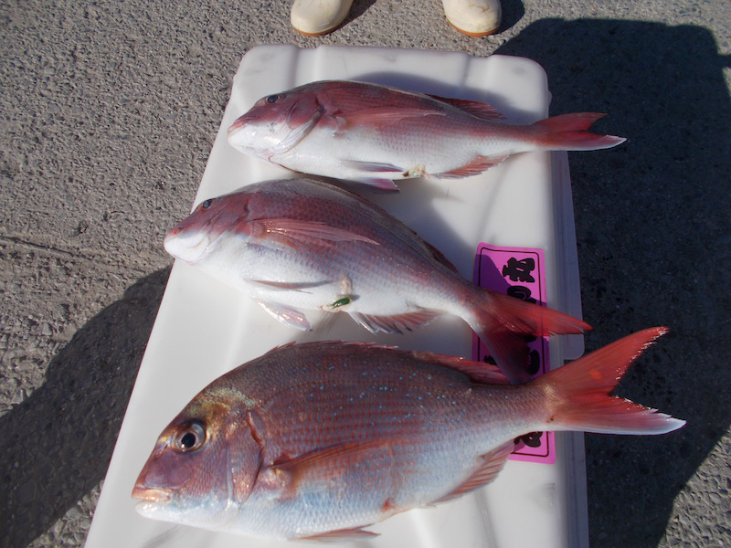 真鯛最大1kg トップ3枚 21年あまさけや丸ブログ あまさけや丸 松輪 剣崎の釣り船 江奈港