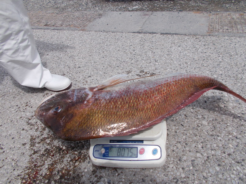 最大8kg真鯛 超大型真鯛をゲット 21年あまさけや丸ブログ あまさけや丸 松輪 剣崎の釣り船 江奈港