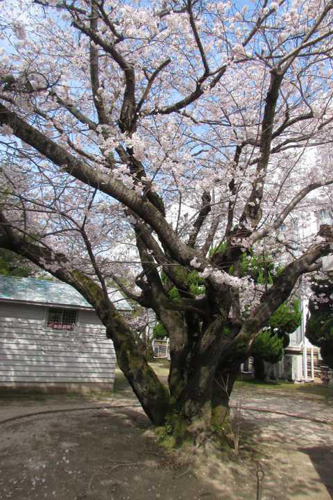 同期の桜」旧海軍兵学校・交流館訪れる 原曲「戦友の唄」 | 瀬戸内百景 - 江田島市 | 江田島市情報