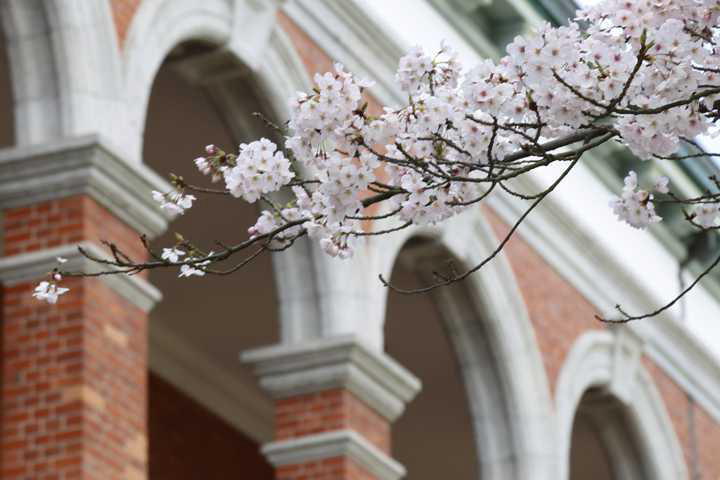 同期の桜」旧海軍兵学校・交流館訪れる 原曲「戦友の唄」 | 瀬戸内百景 - 江田島市 | 江田島市情報