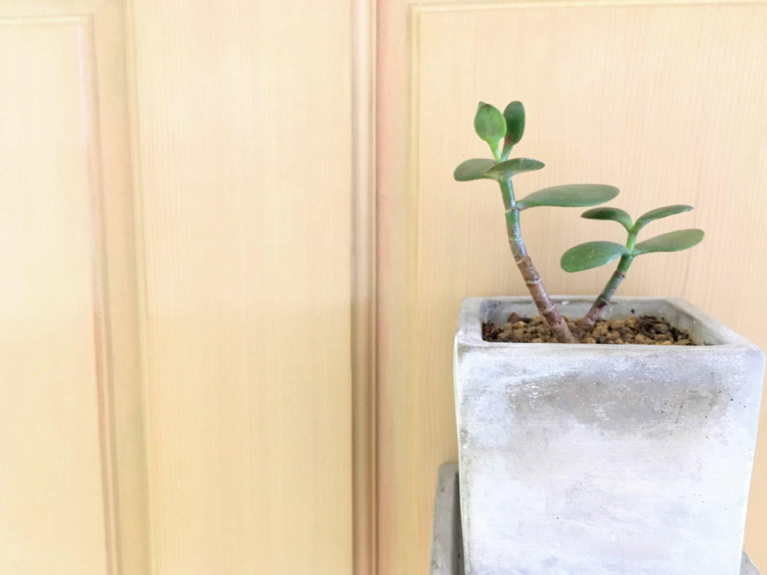 観葉植物と美容室 カネノナルキ 四街道美容室smilスミール ブログ 四街道の美容室 美容院life With Hair Smil スミール