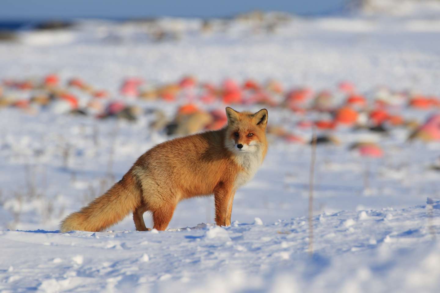 ここでしか出会えない 北海道の野生動物たち7選 Hokkaido Local Media Blog 北海道ローカルメディアスペース