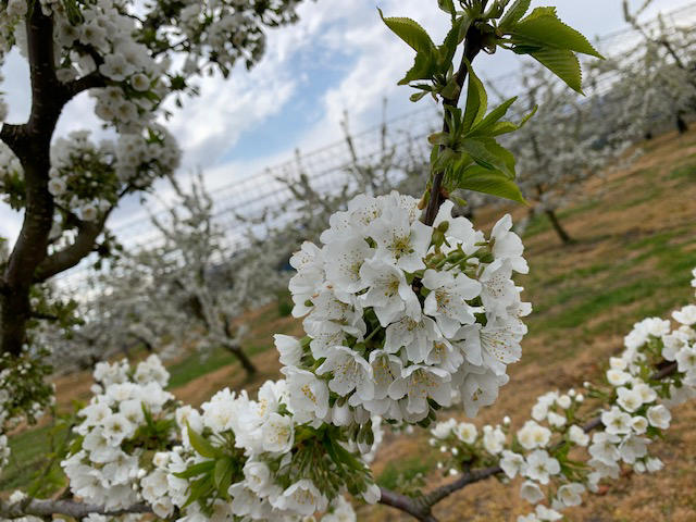 さくらんぼの花が咲きました！ | Information | 山形青果センター
