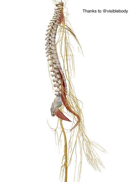 前部コアマッスル症候群 Blog Blog Acupuncturemagazine