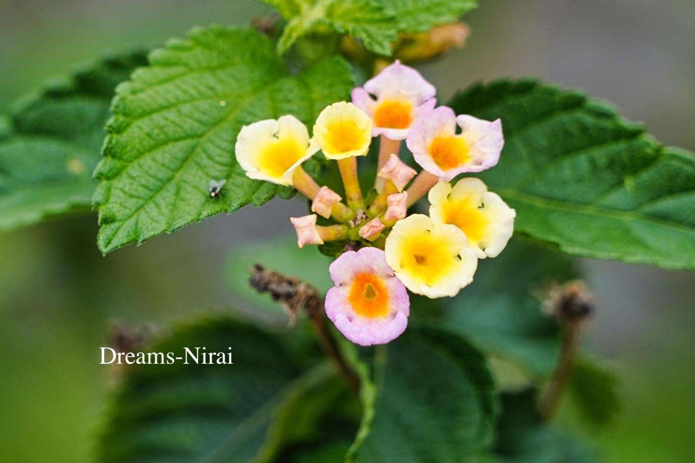 2025年・春を告げる花々 | ニライの夢ブログ | dreams-nirai｜ニライの夢
