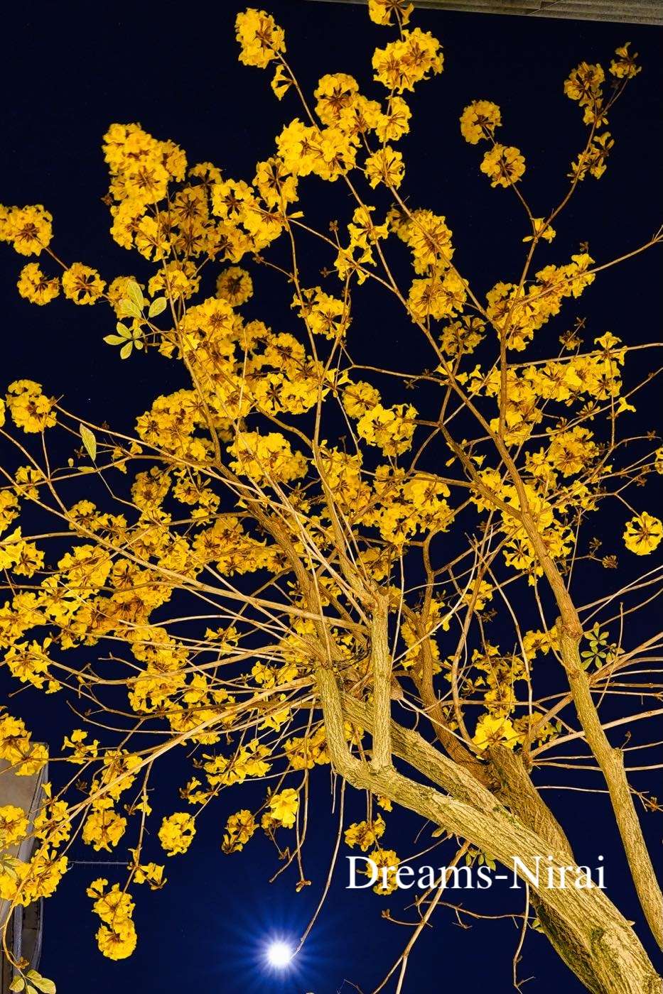 2025年・春を告げる花々 | ニライの夢ブログ | dreams-nirai｜ニライの夢