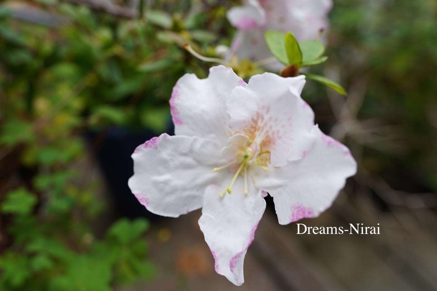 2025年・春を告げる花々 | ニライの夢ブログ | dreams-nirai｜ニライの夢