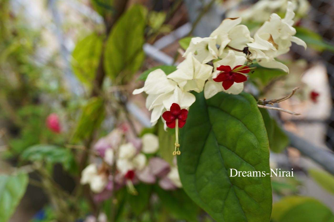 2025年・春を告げる花々 | ニライの夢ブログ | dreams-nirai｜ニライの夢