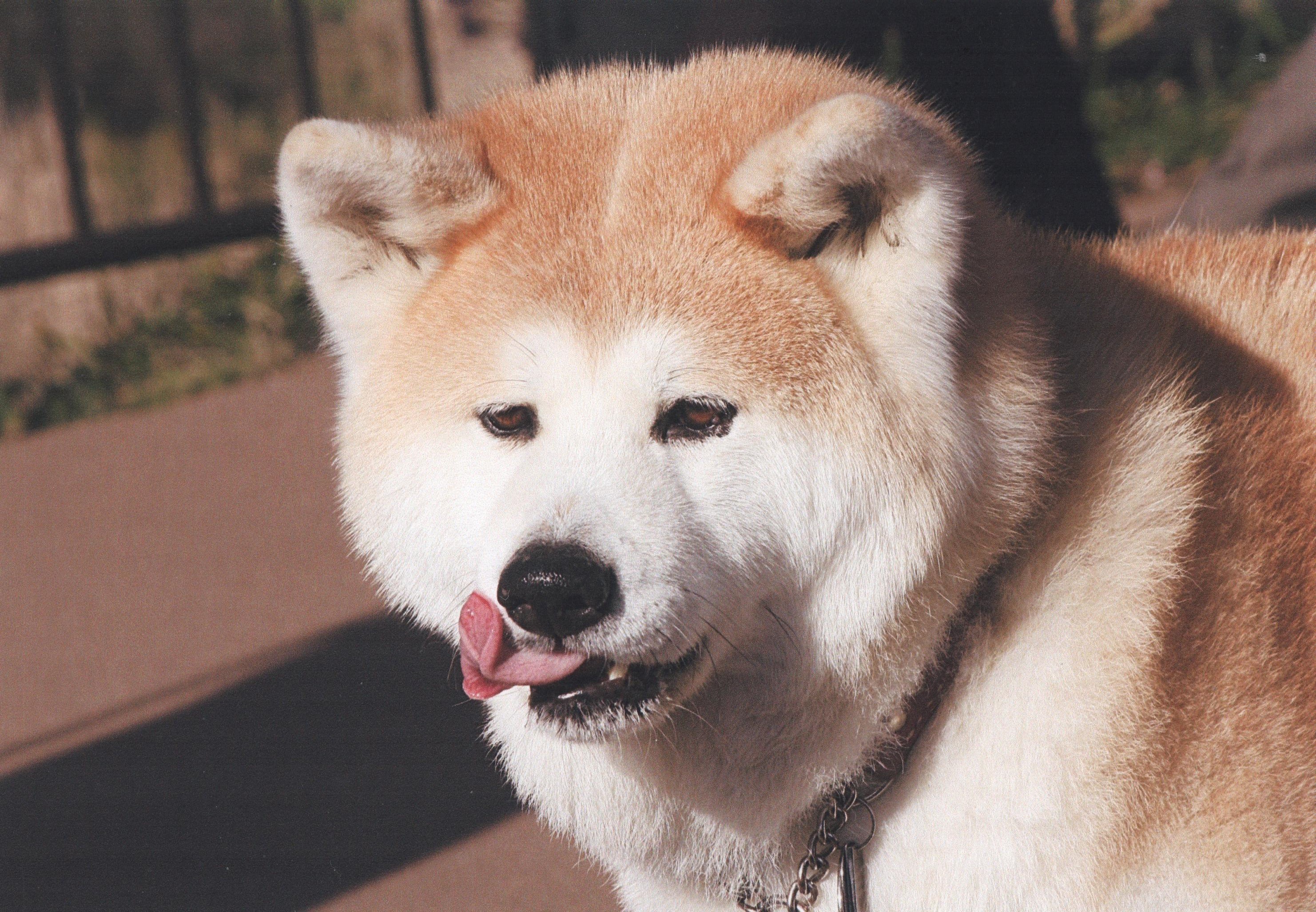 秋田犬のビスコちゃん 今月の１枚 アイビーペットクリニック 大和市中央林間の動物病院 腫瘍 がん 皮膚科 眼科