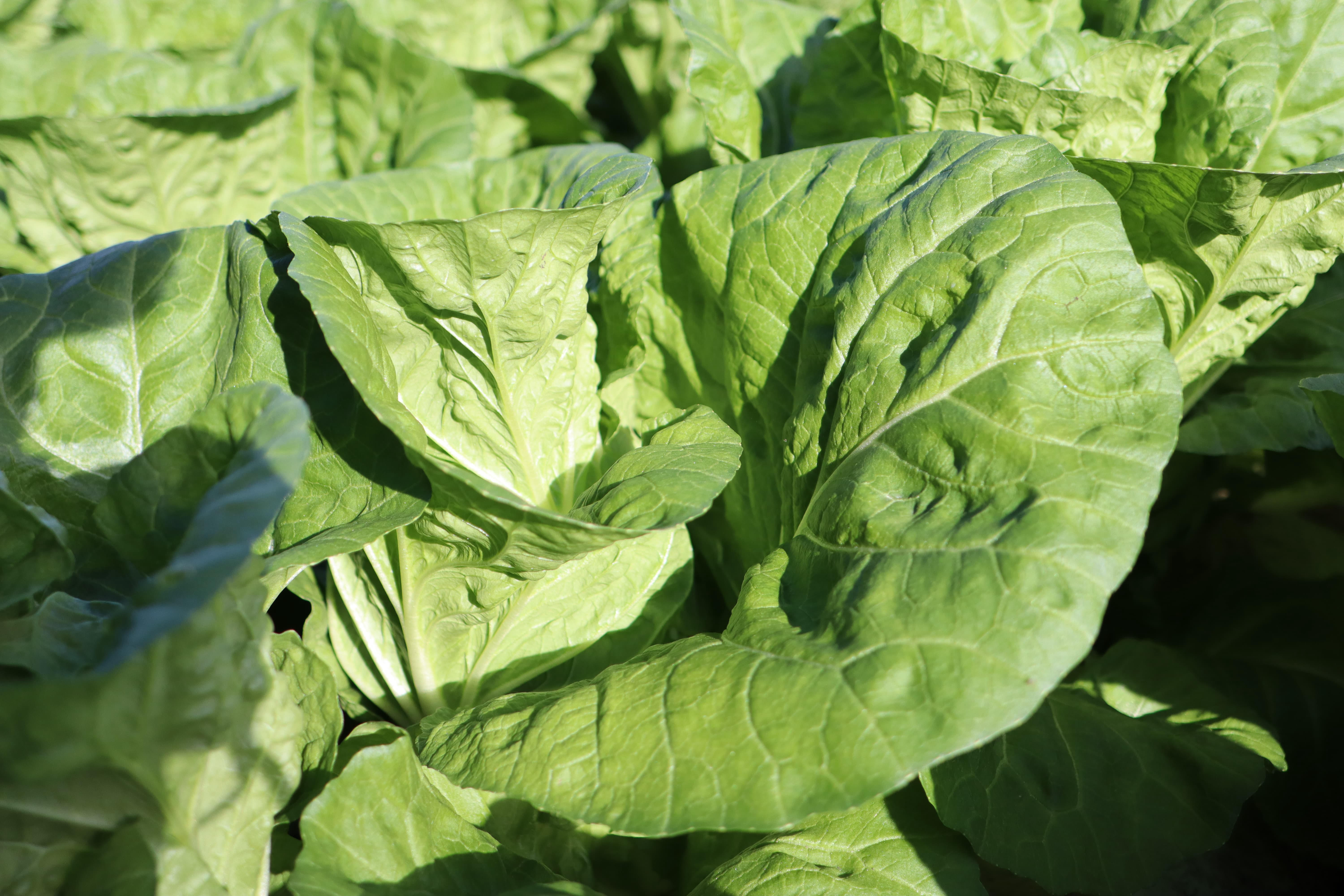 新野菜への取り組みを紹介します ミニ白菜 タイニーシュシュ Blog News 株式会社エムズフーズ